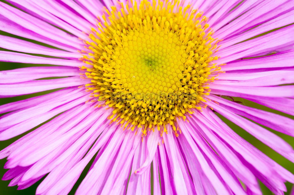 Similar – pink, yellow, green, anemone