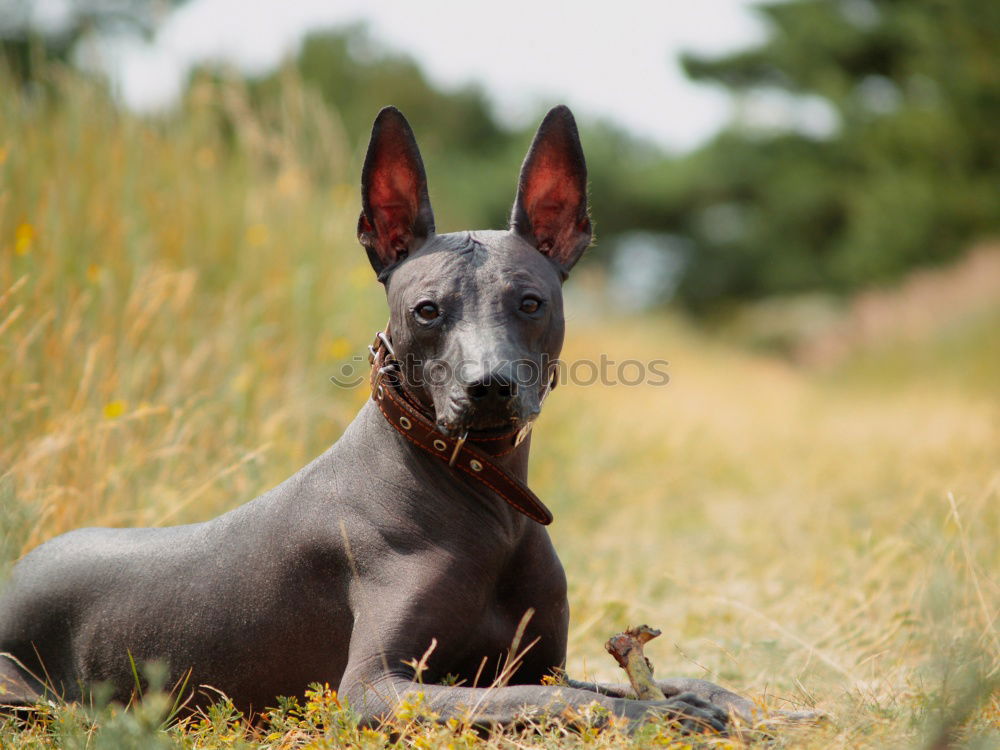 Similar – Image, Stock Photo Master floppy ear Pt.3 Pet