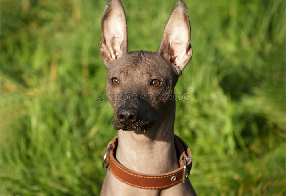 Similar – Image, Stock Photo deer’s head Roe deer