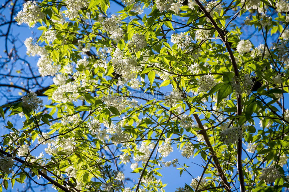 Similar – Foto Bild Frühlingsblüten Blüte