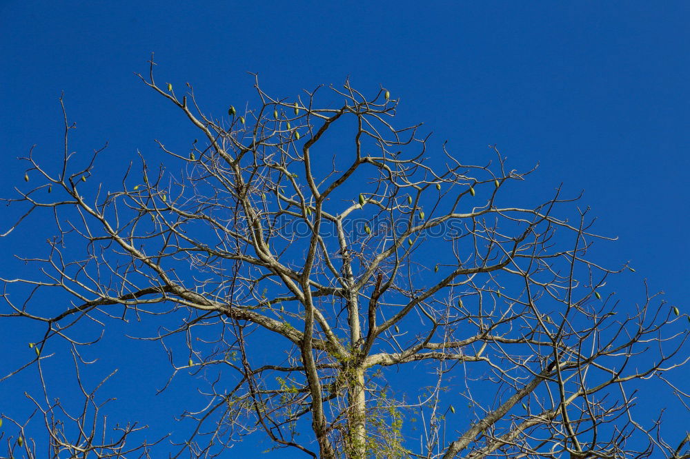 Similar – Image, Stock Photo Ice Bird Crow Tree Winter