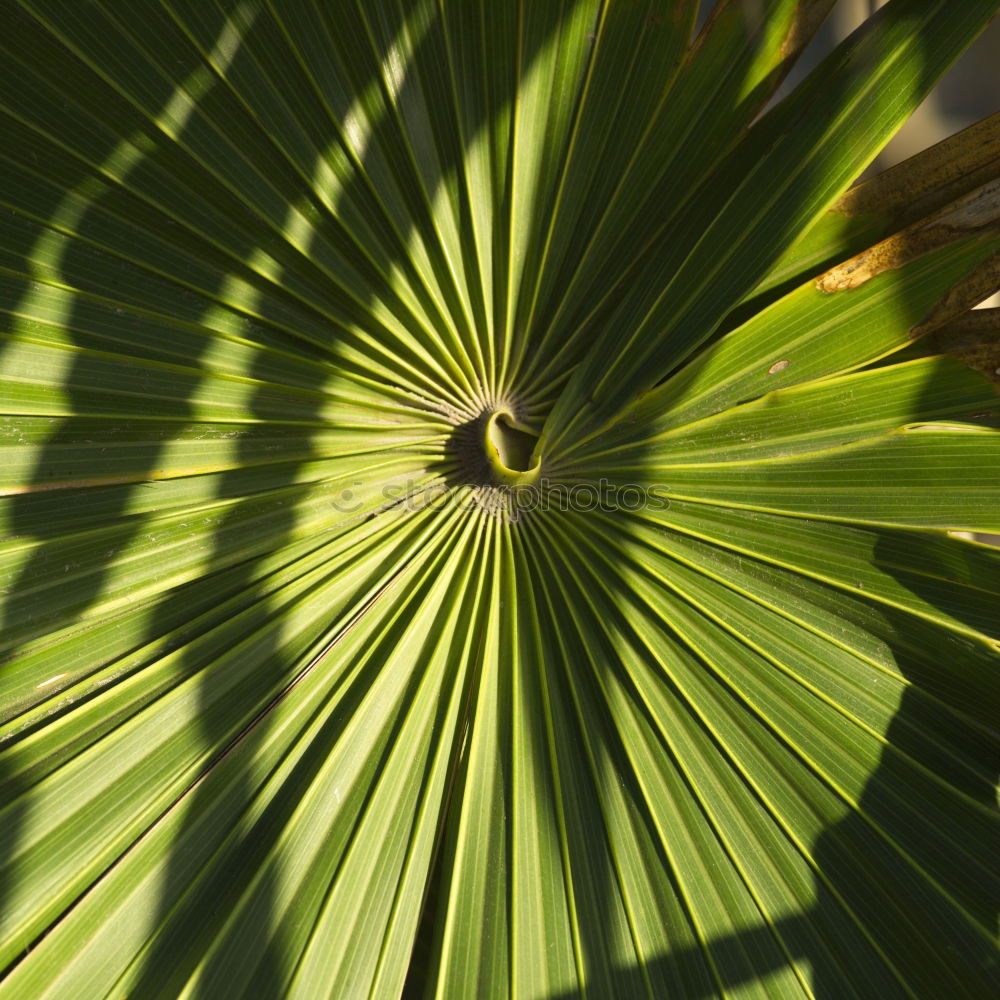 Similar – Image, Stock Photo #AS# sun kiss palm