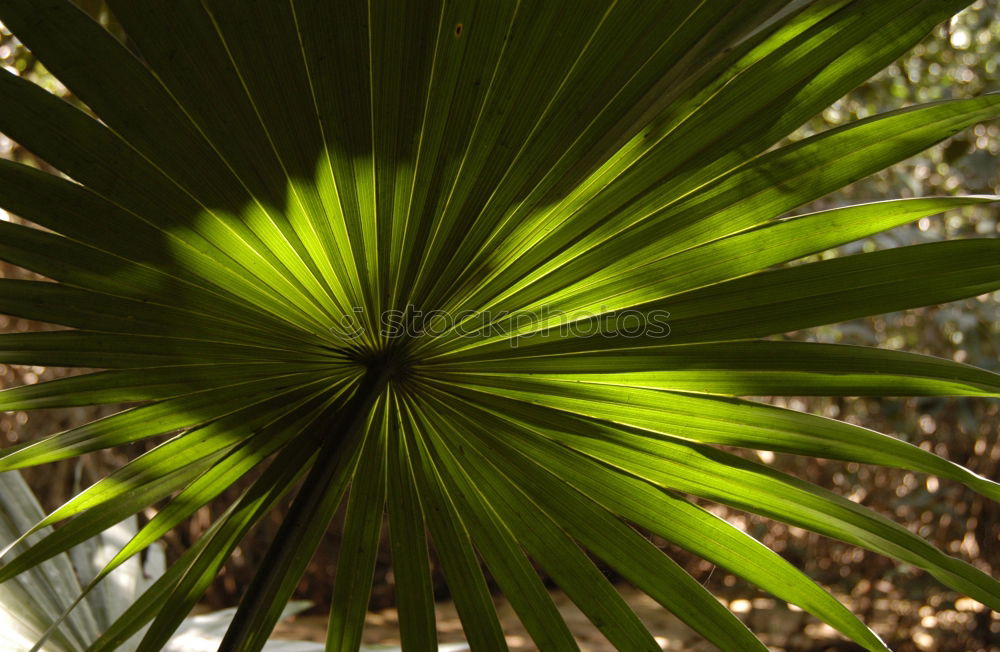 Similar – Image, Stock Photo agave Spring Agave Blossom