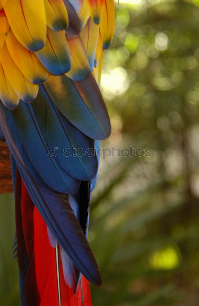 Similar – Image, Stock Photo Peacock on park bench