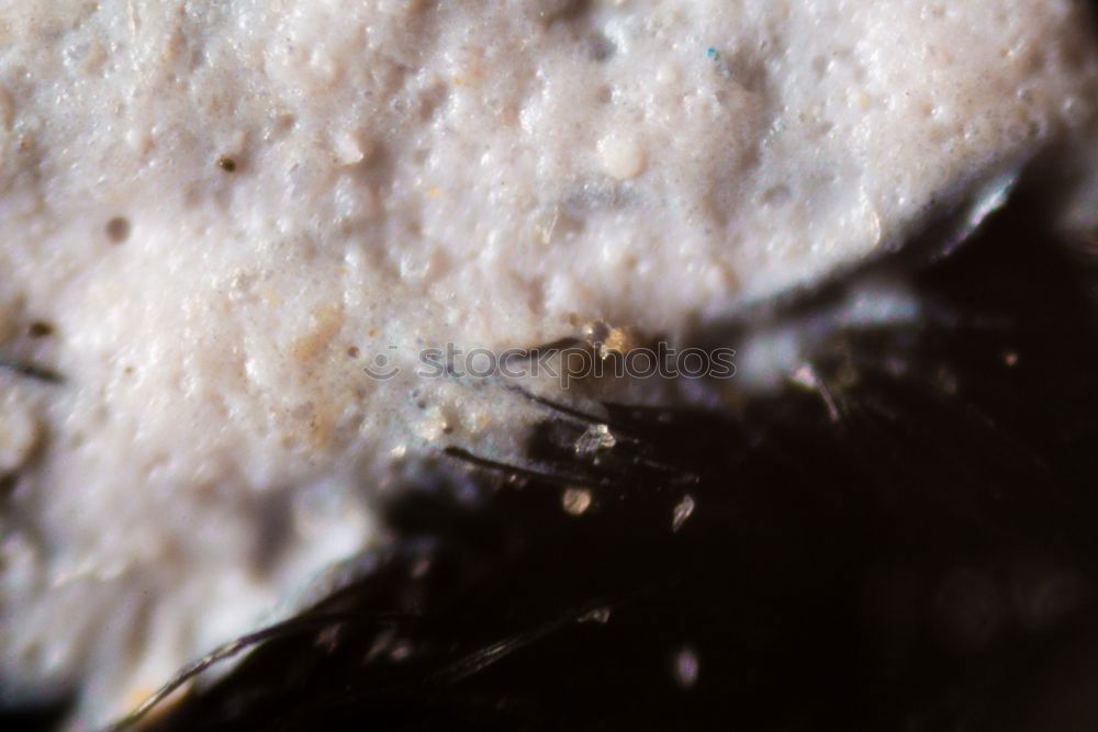 Similar – Macro of male and female chewing louse