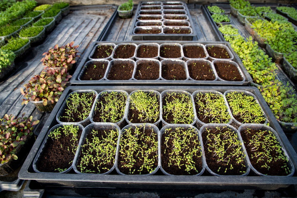 Similar – Image, Stock Photo grow lettuce Garden