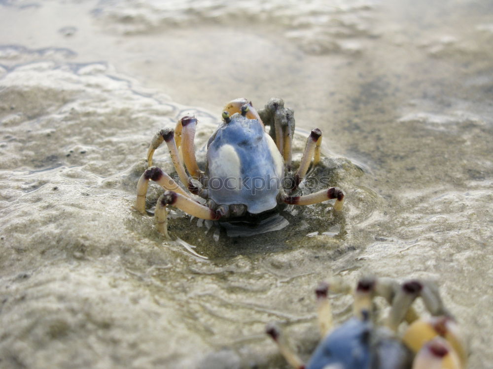 Similar – Image, Stock Photo running around the beach