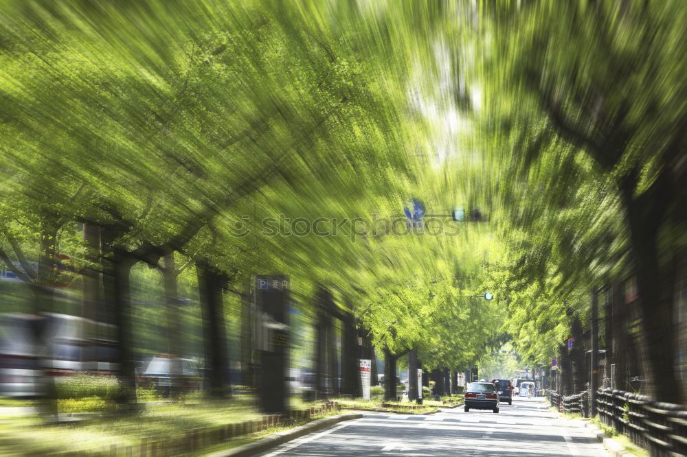 Similar – Eine Straße, viele Bäume (…)