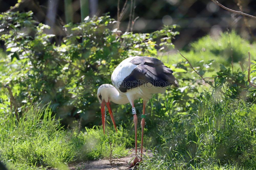 Similar – Stork in salad Environment