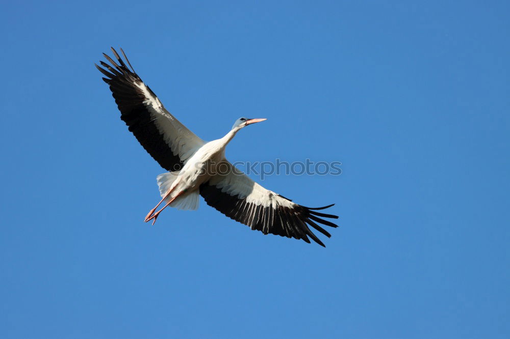 Similar – Image, Stock Photo The Stork Summer Winter