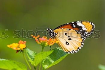 Similar – Foto Bild Antenne Butterfly