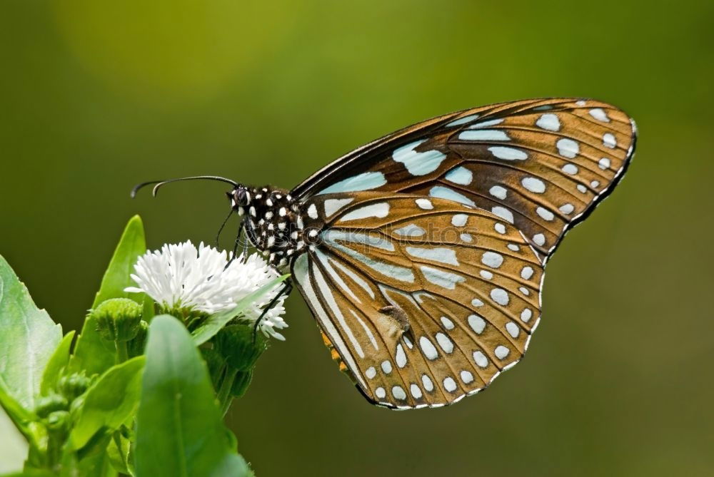 Image, Stock Photo resting in a leaf Garden