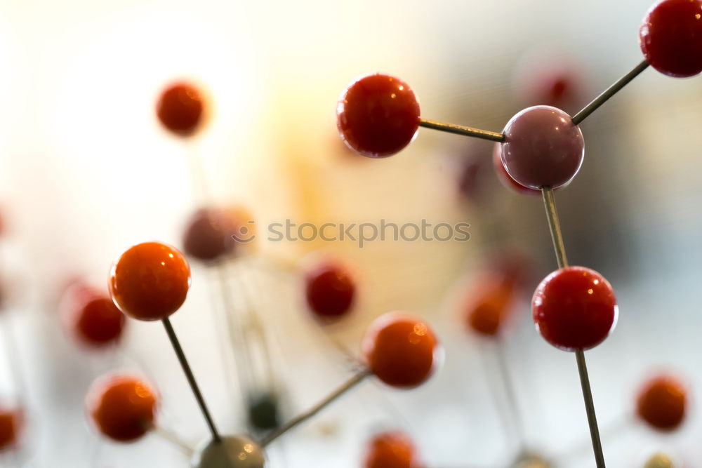 Similar – Craspedia globosa trockene Blumen