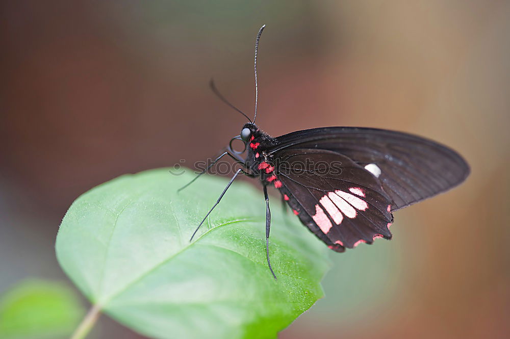 Similar – Image, Stock Photo butterfly in the morning…