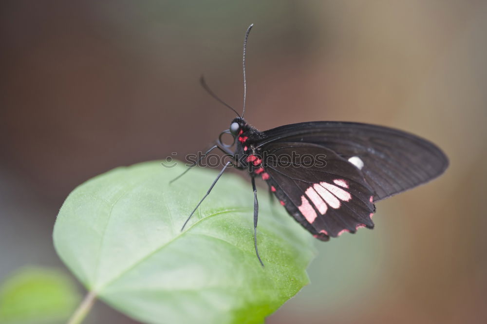 Image, Stock Photo Look at me! Nature Plant