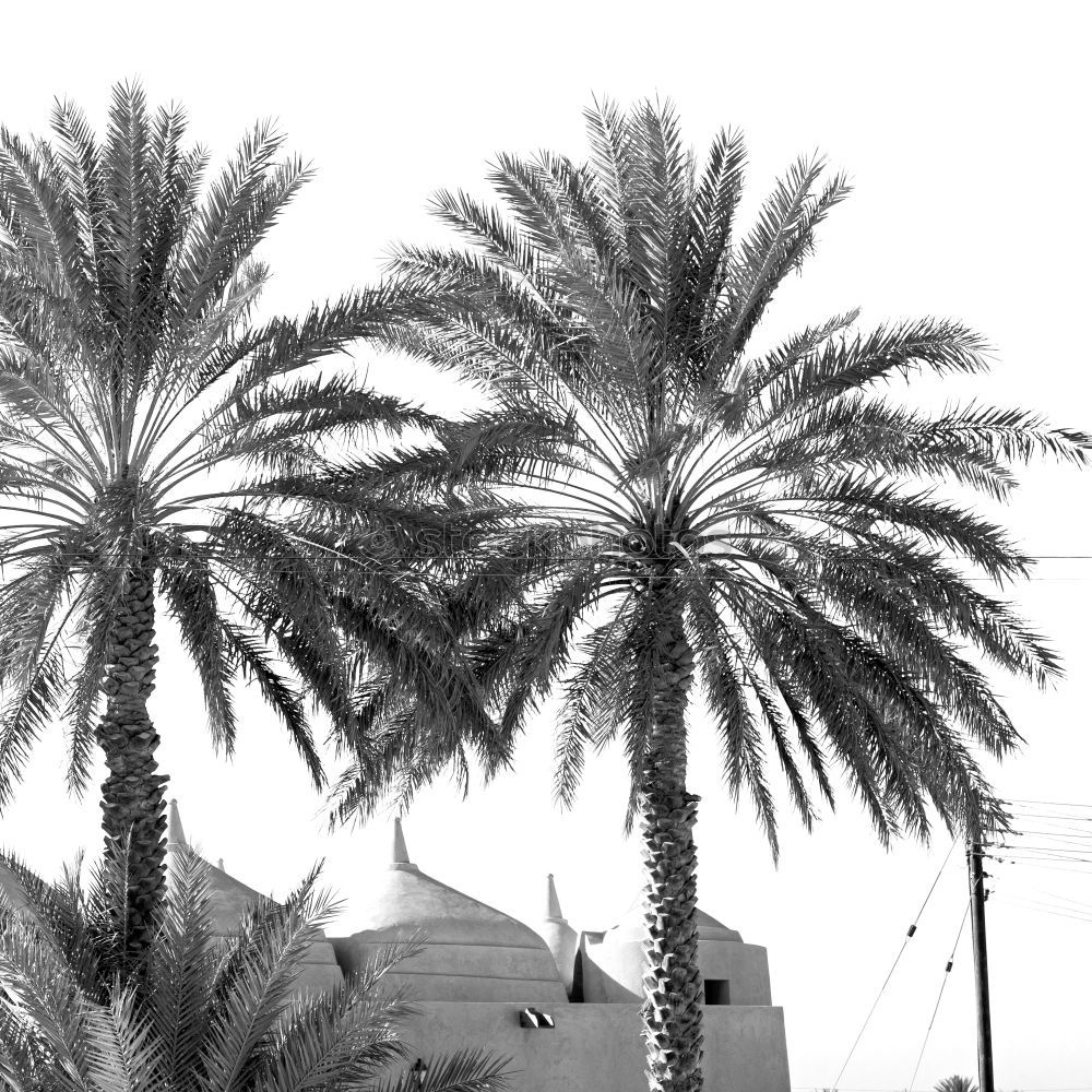 Similar – Venice Beach II Palm tree