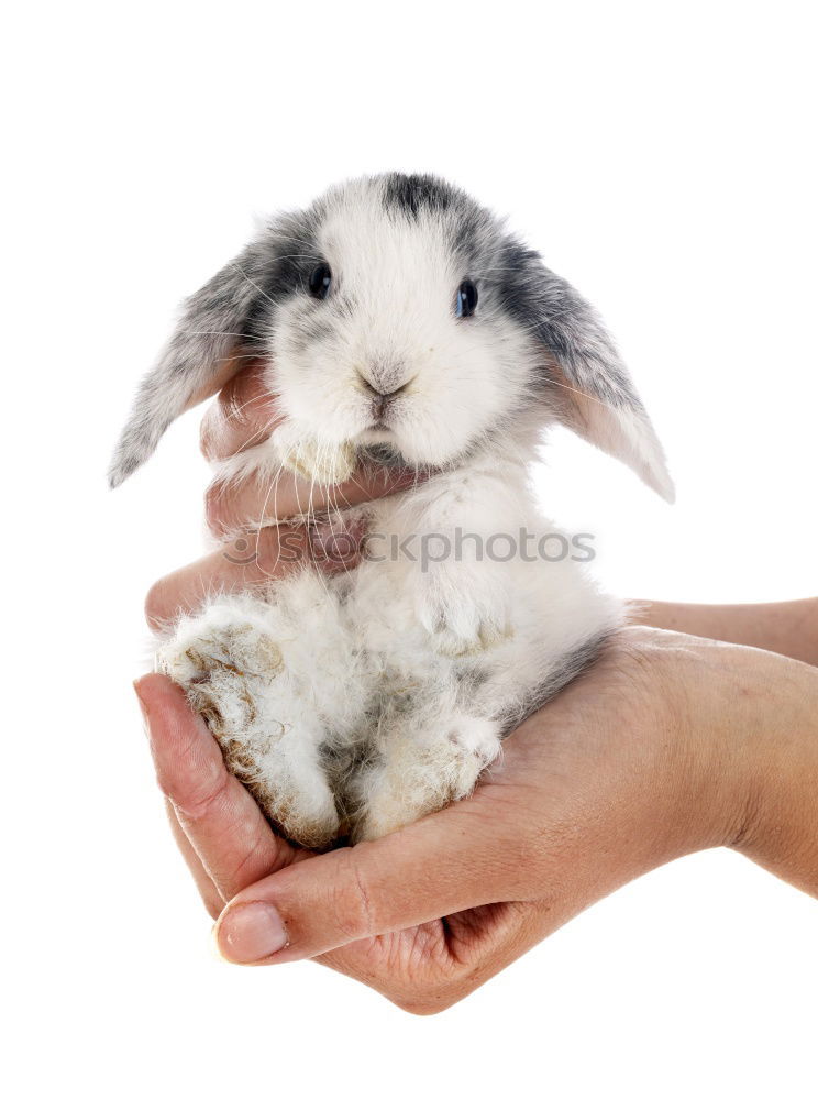 Image, Stock Photo A handful of sugar II Girl