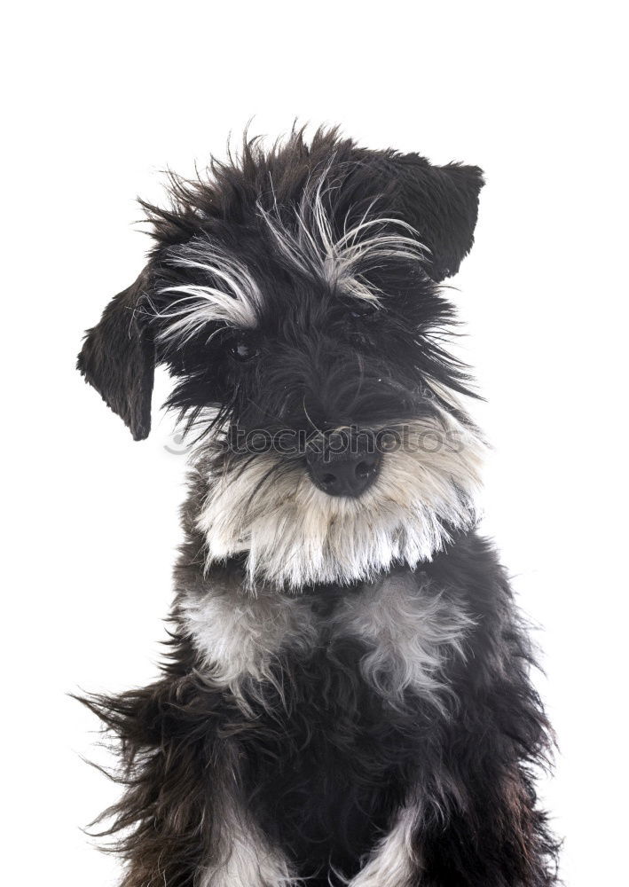 Similar – Image, Stock Photo Dog 2 Animal Pet