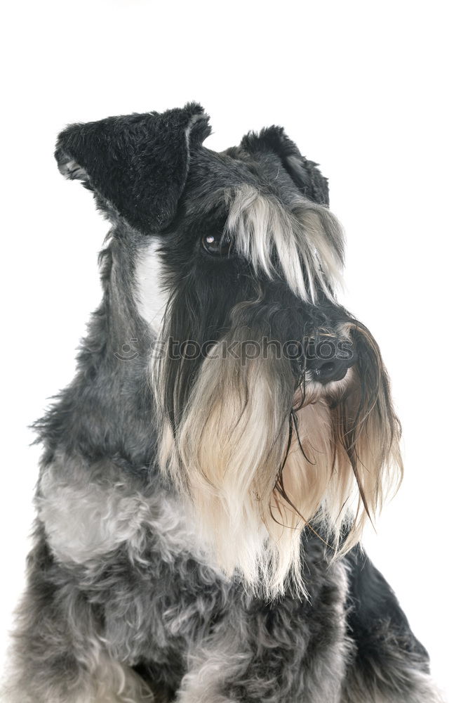 Image, Stock Photo Dog 2 Animal Pet