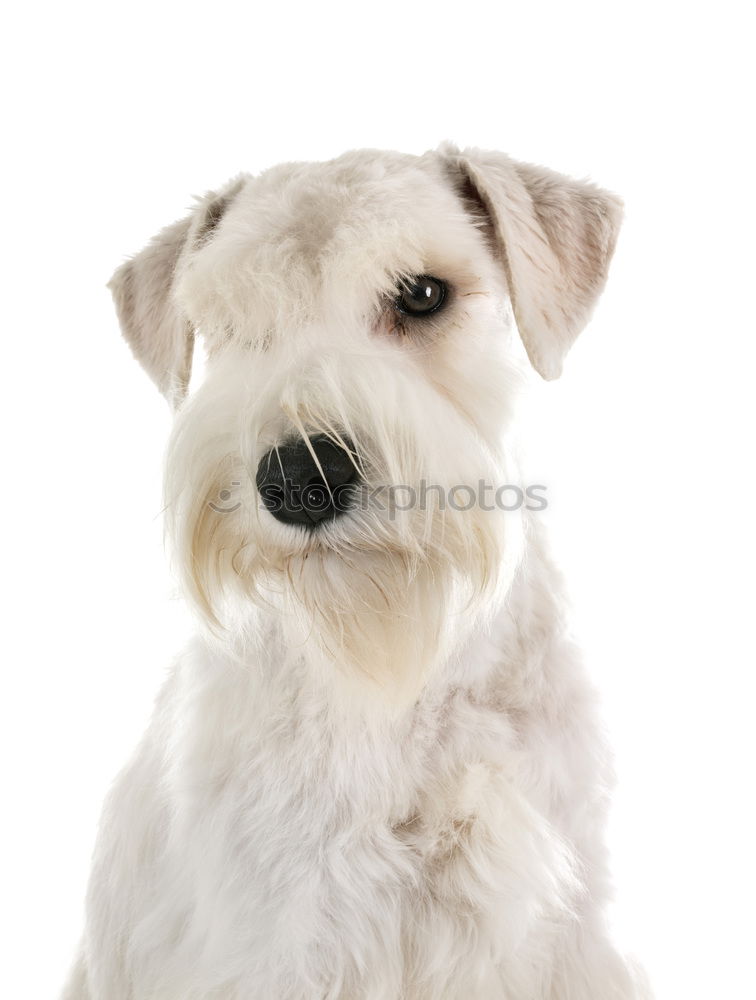 Similar – Image, Stock Photo Dog 2 Animal Pet