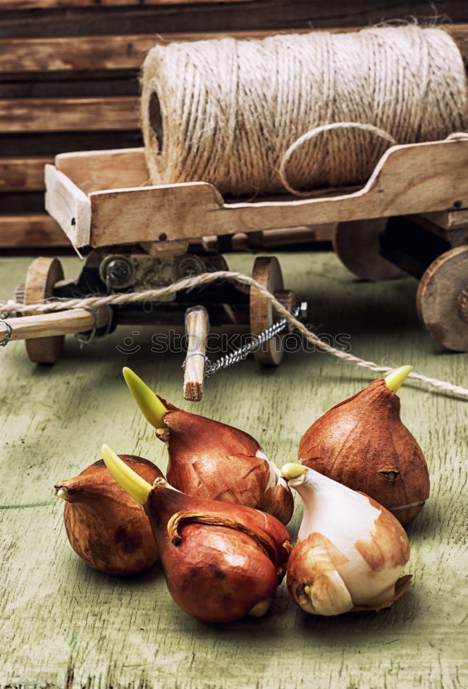 Similar – Pomegranate on wooden table