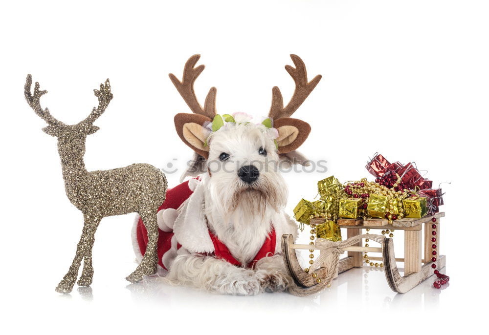 Similar – Dog with antlers at Christmas time