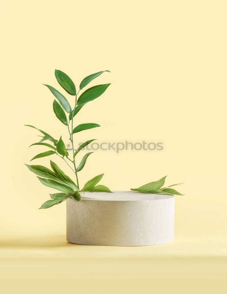 Similar – Image, Stock Photo Rosemary in a pot Art