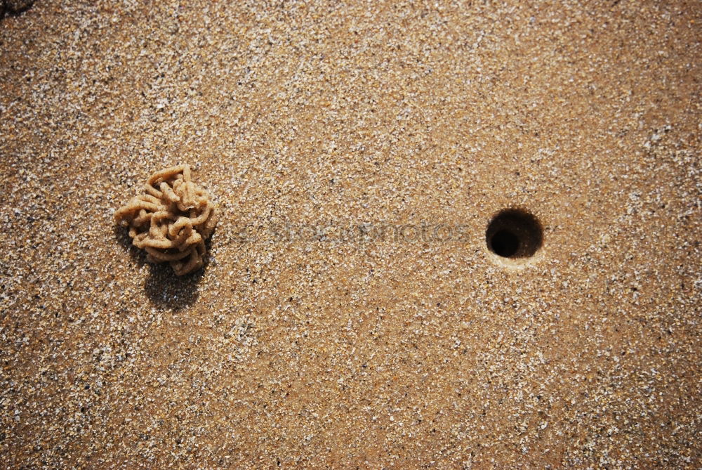 Similar – shells on the beach Lake