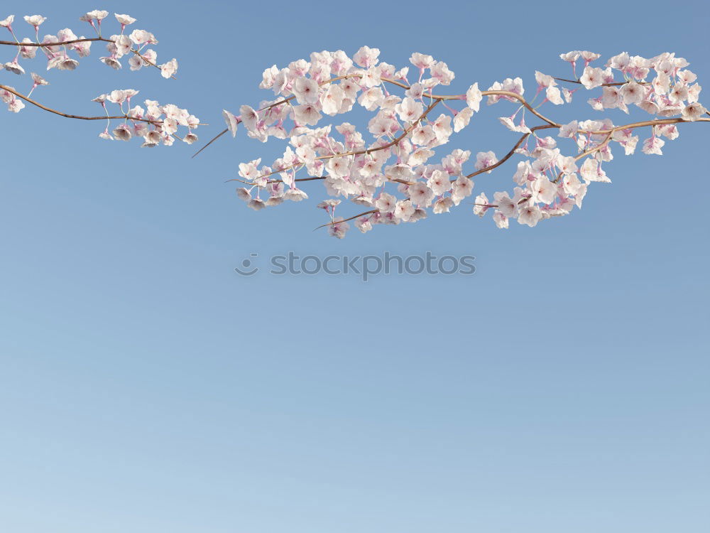 Similar – Image, Stock Photo Small white veil herb flowers on light blue