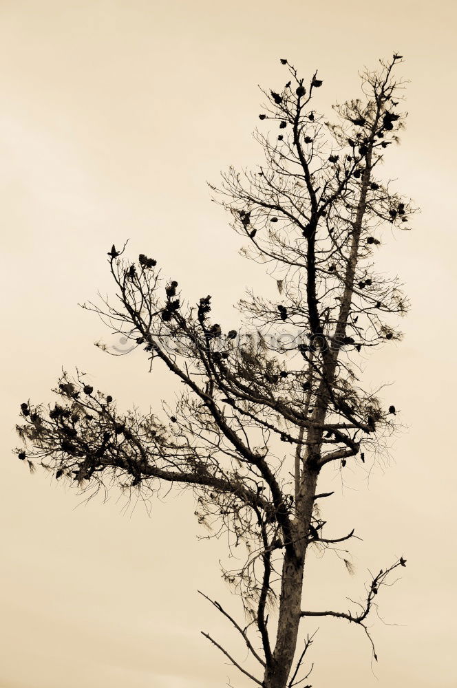 Similar – in twos Nature Fog Tree