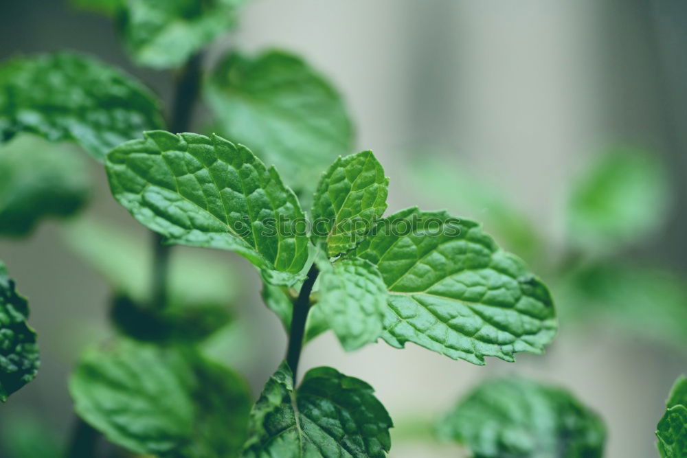 Similar – Kräuterlehre Natur Pflanze