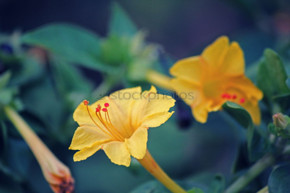 Similar – Image, Stock Photo coloured flowers