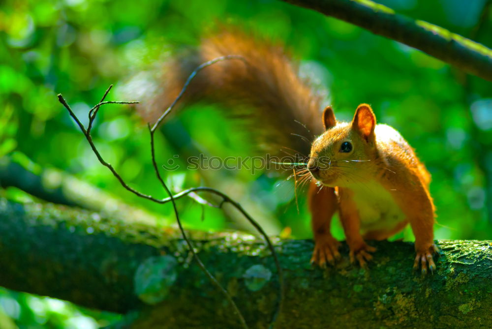 Similar – Foto Bild Frühaufsteher Farbfoto