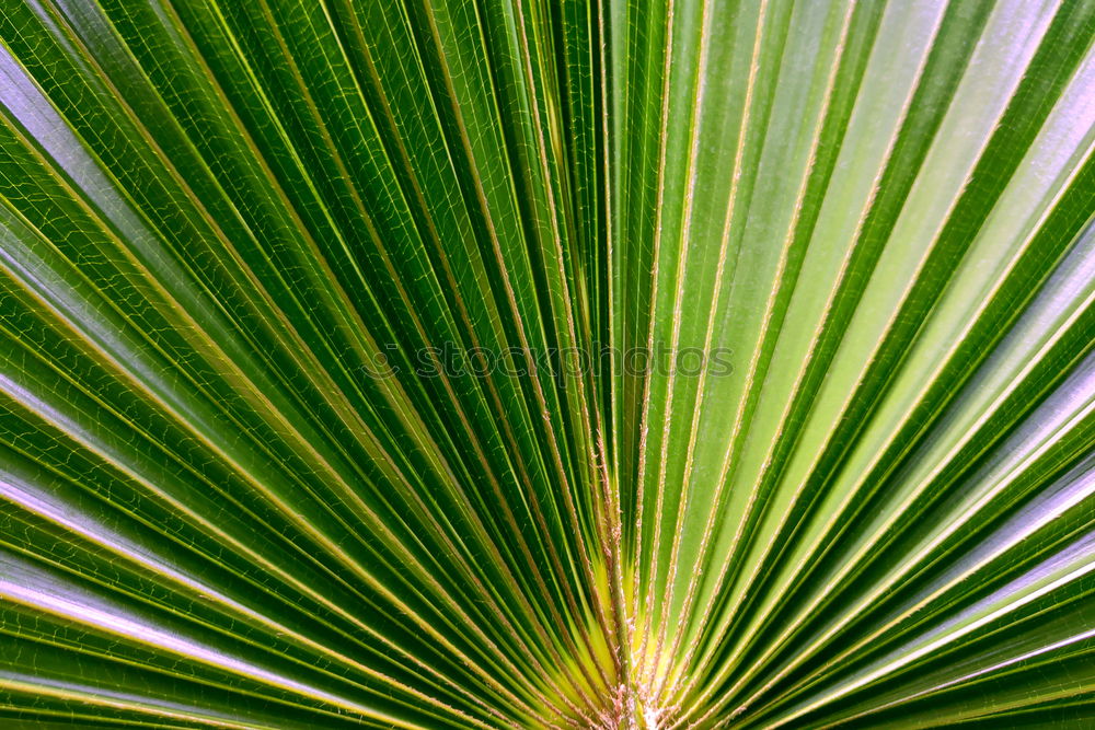 Similar – Image, Stock Photo leaf Green Leaf Plant