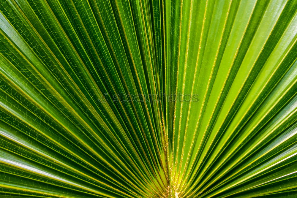 Similar – Image, Stock Photo green and light Plant