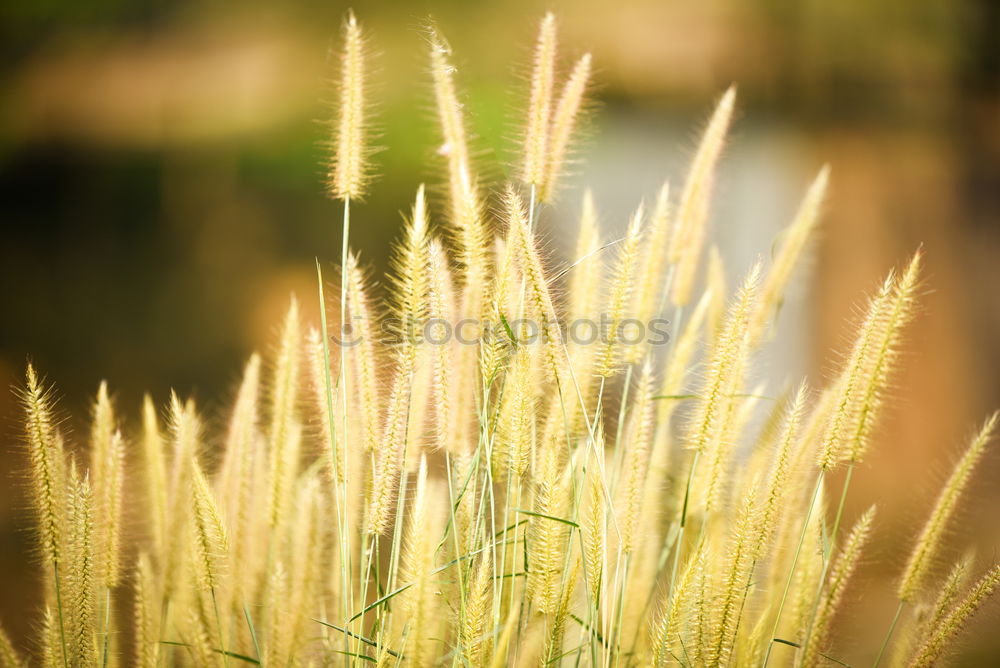 Similar – gold Plant Sunlight Spring