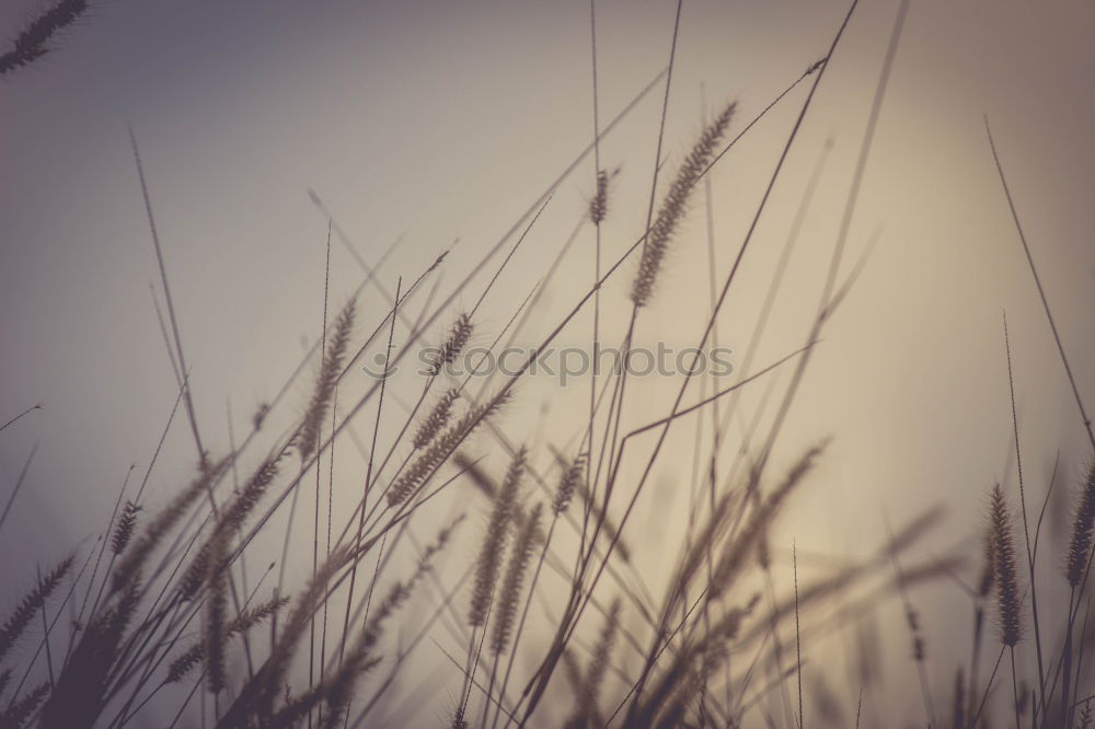 Similar – Image, Stock Photo western beach Wind cripple