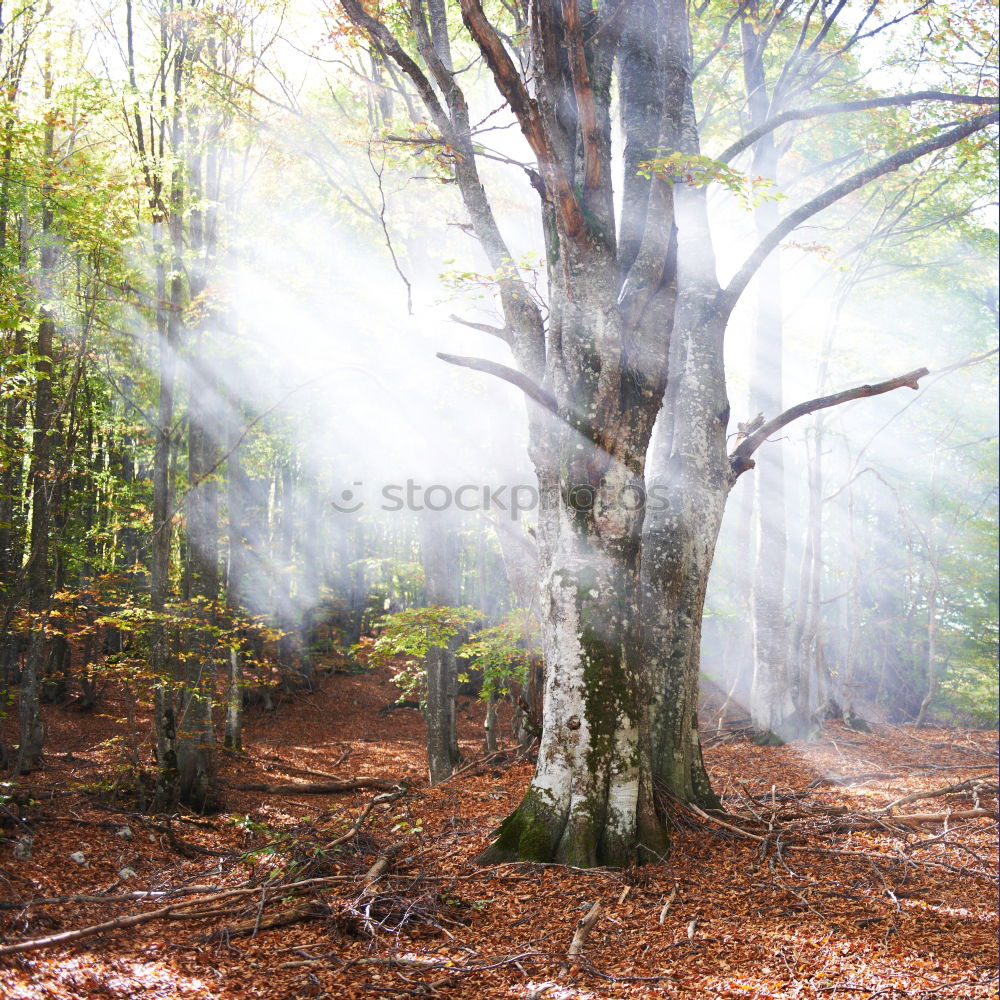 Similar – Image, Stock Photo summer forest Environment