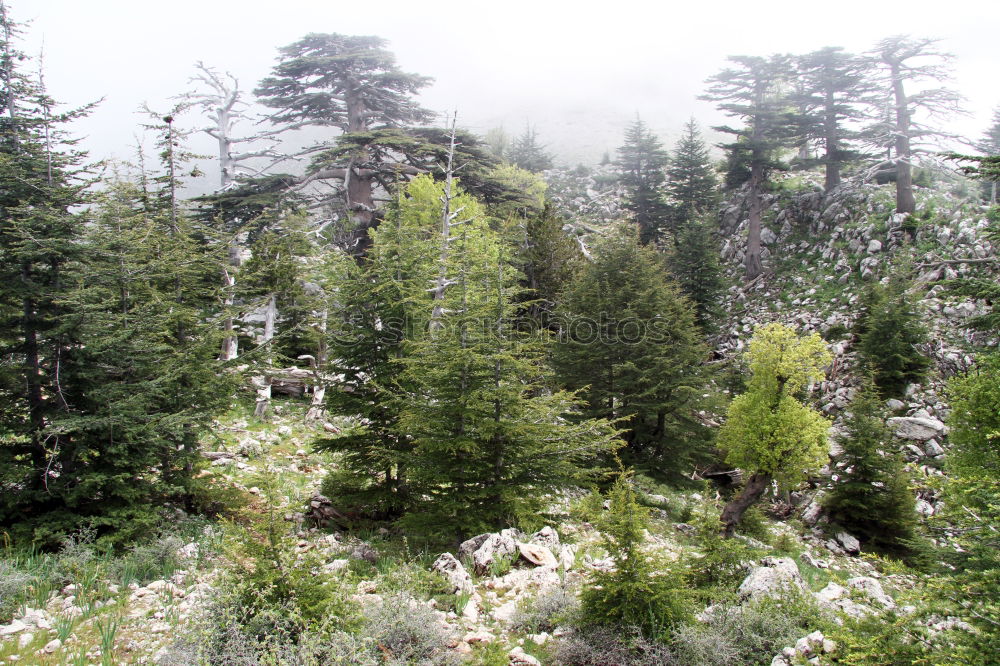 Similar – Image, Stock Photo Beautiful Tristesse Hiking