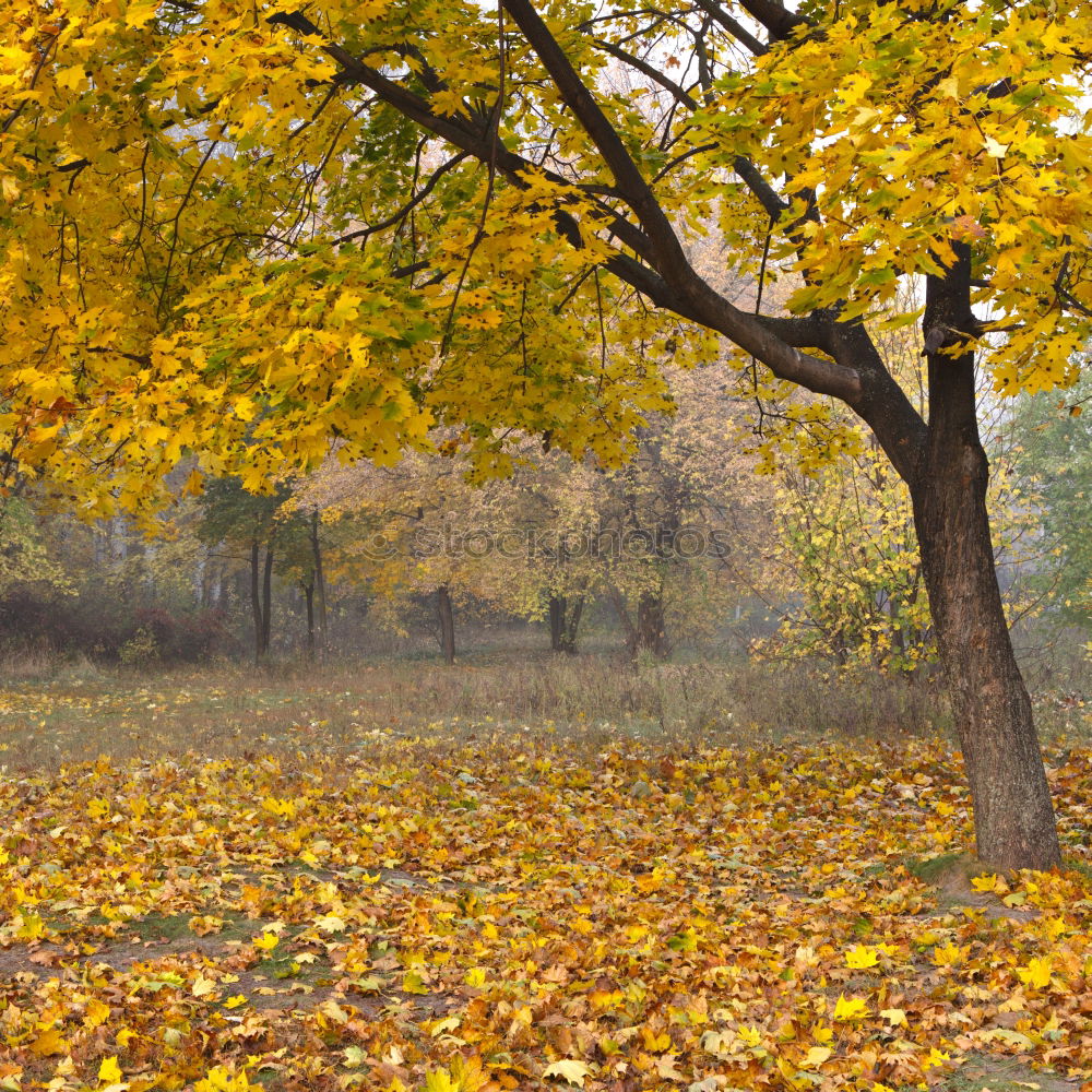 Similar – Image, Stock Photo Golden Autumn Leaf