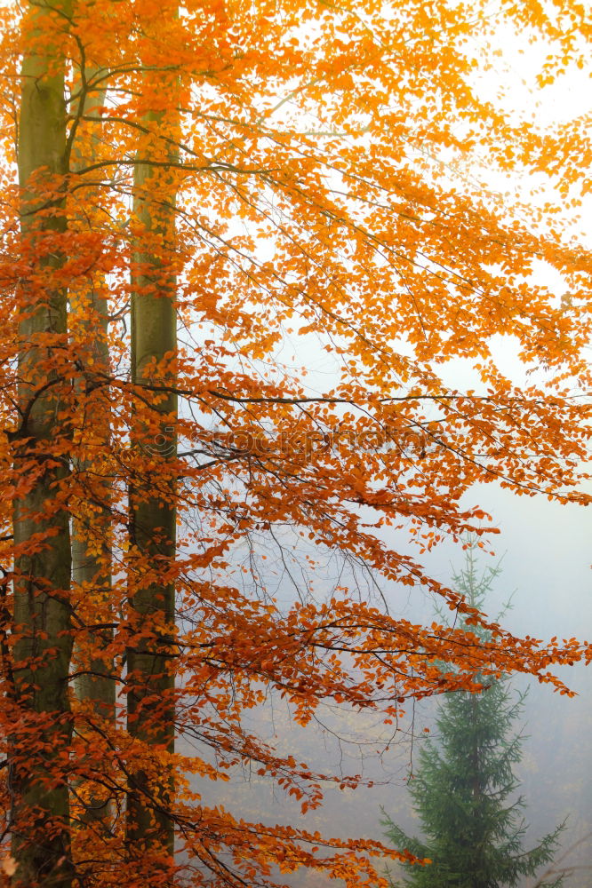 Similar – Image, Stock Photo beautiful day Sunlight