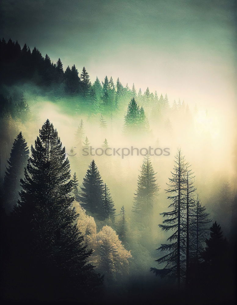 Similar – Foto Bild wald im nebel Wald Baum