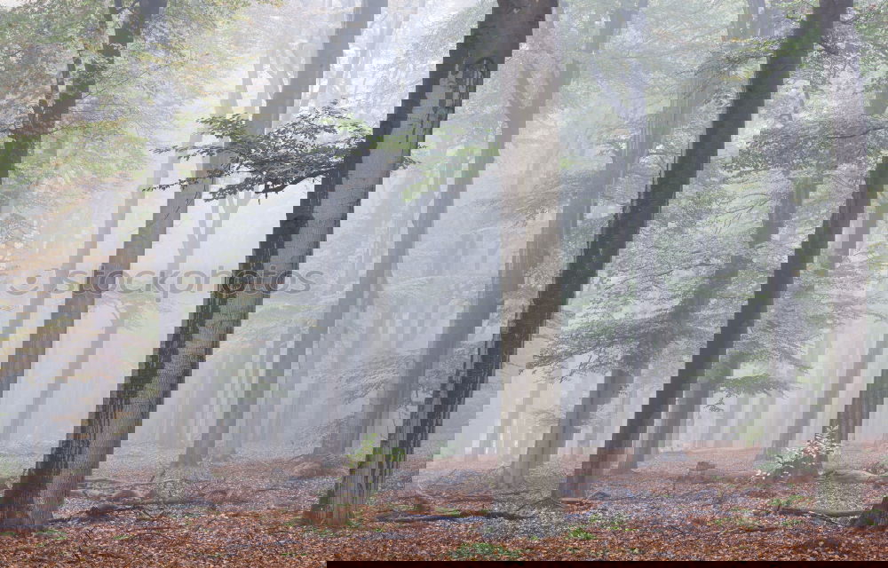 Similar – Image, Stock Photo Logs in misty woods Forest