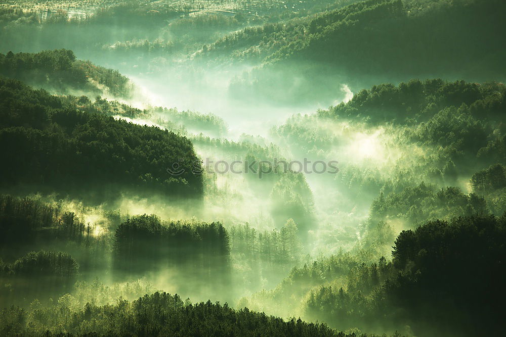 Similar – Image, Stock Photo Sunlit spruce trees on an island in the Königsee in front of a rock face in the shade.