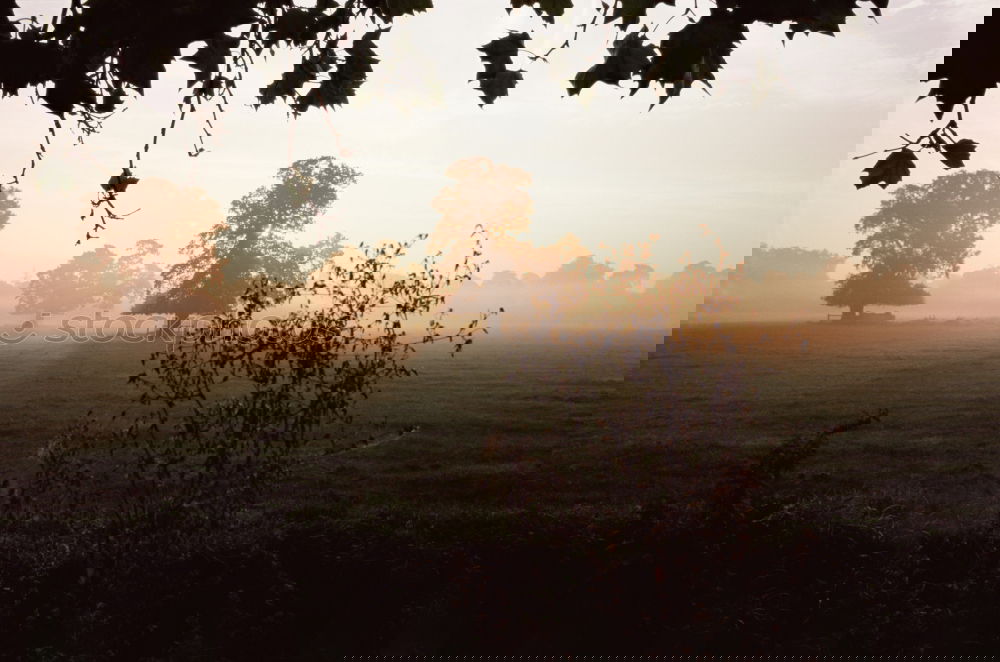 Similar – Foto Bild scheune im nebel Nebel