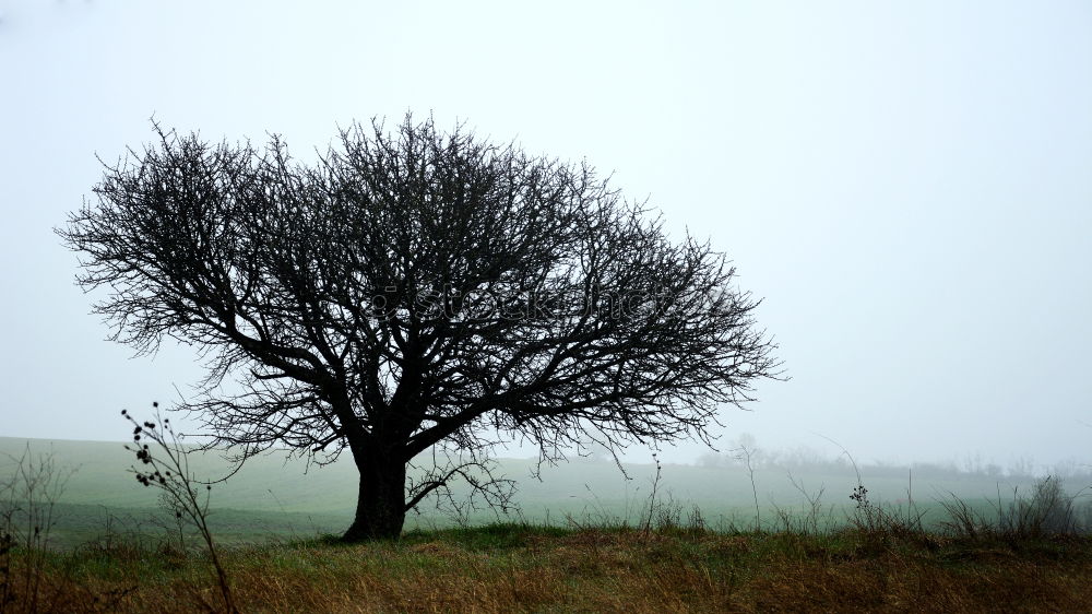 Similar – Image, Stock Photo fog tree Fog Tree Footpath