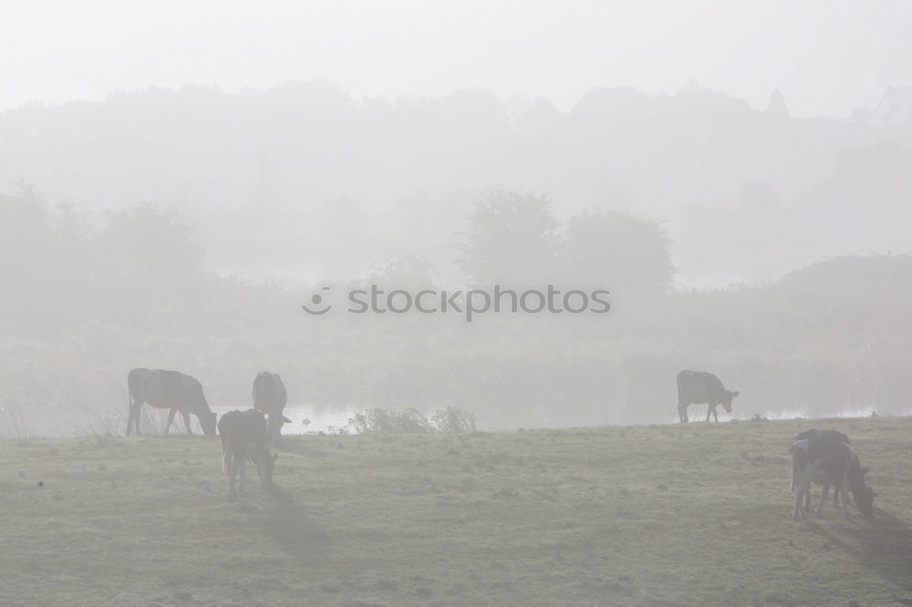 Similar – Image, Stock Photo cow pasture Cow Animal