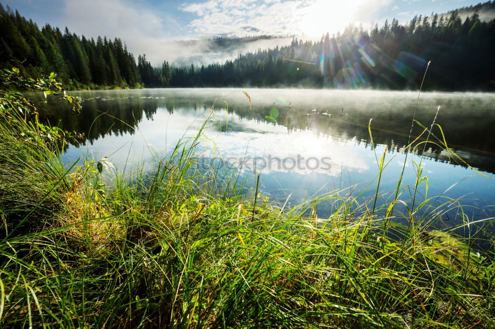 Jump in! Wood Lake Green