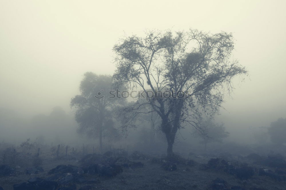 Similar – Image, Stock Photo At the foot of Bromo