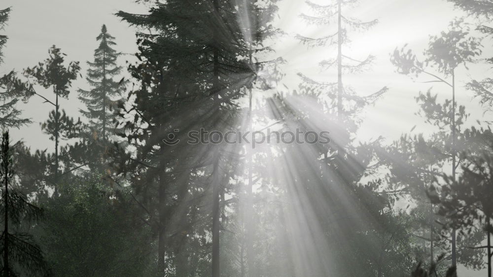 Similar – wald im nebel Wald Baum